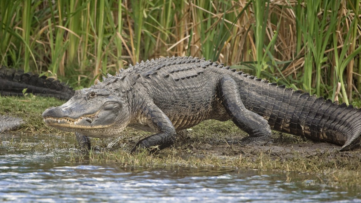South Florida Water Management District tweet media
