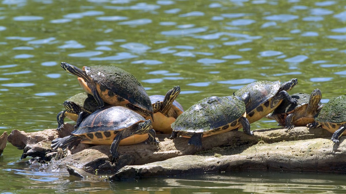 South Florida Water Management District tweet media