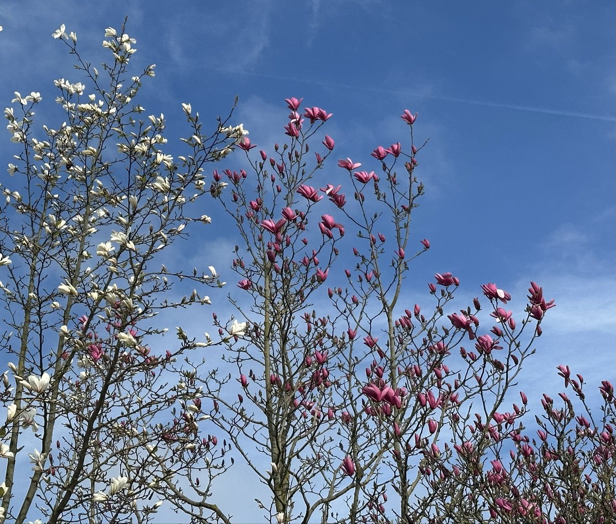 Helga van Leur ☀ tweet media