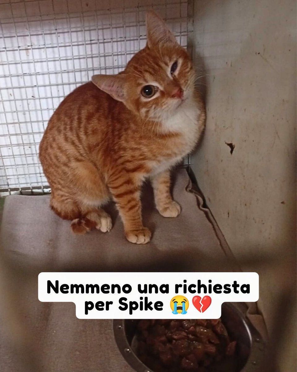 Pets Proof tweet media