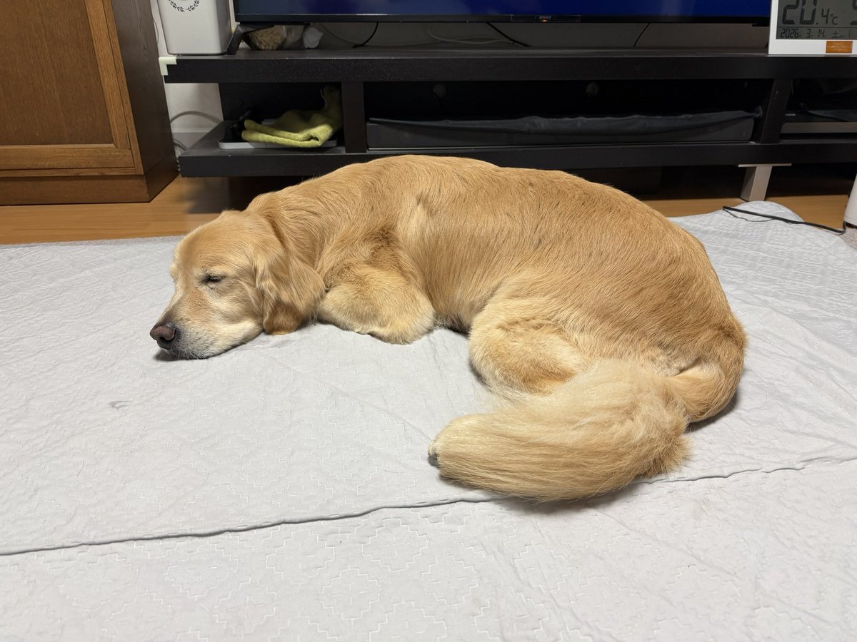 レン🐶ゴールデンレトリバー tweet media