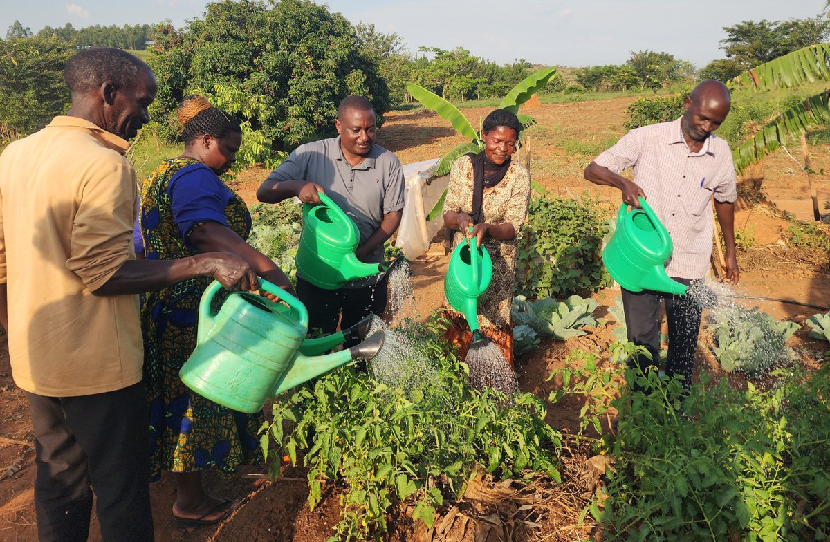 AIBIS_UG's tweet photo. While it is raining in most parts of Uganda, in Kyankwanzi District where the AIBIS Agroecology Demonstration Farm is located, it is hot hot! But we are resilient. This evening, AIBIS staff and some beneficiaries joined hands to water plants in the permaculture gardens. The water is usually collected in ponds whenever it rains.