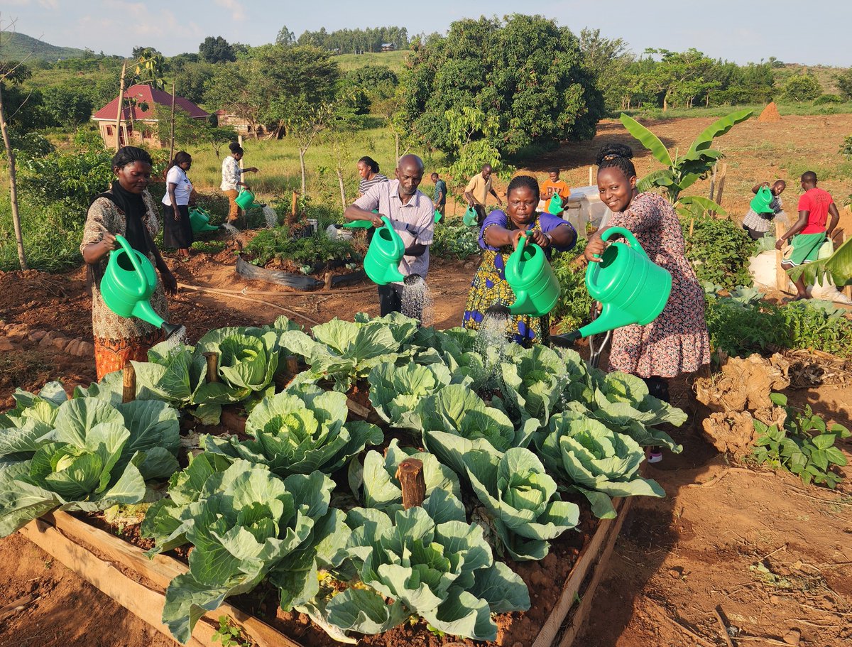AIBIS_UG's tweet photo. While it is raining in most parts of Uganda, in Kyankwanzi District where the AIBIS Agroecology Demonstration Farm is located, it is hot hot! But we are resilient. This evening, AIBIS staff and some beneficiaries joined hands to water plants in the permaculture gardens. The water is usually collected in ponds whenever it rains.