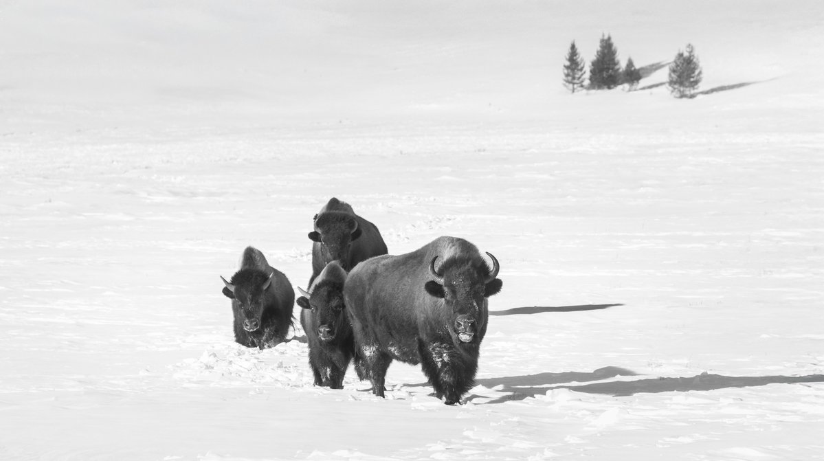 Brynn Alise tweet media