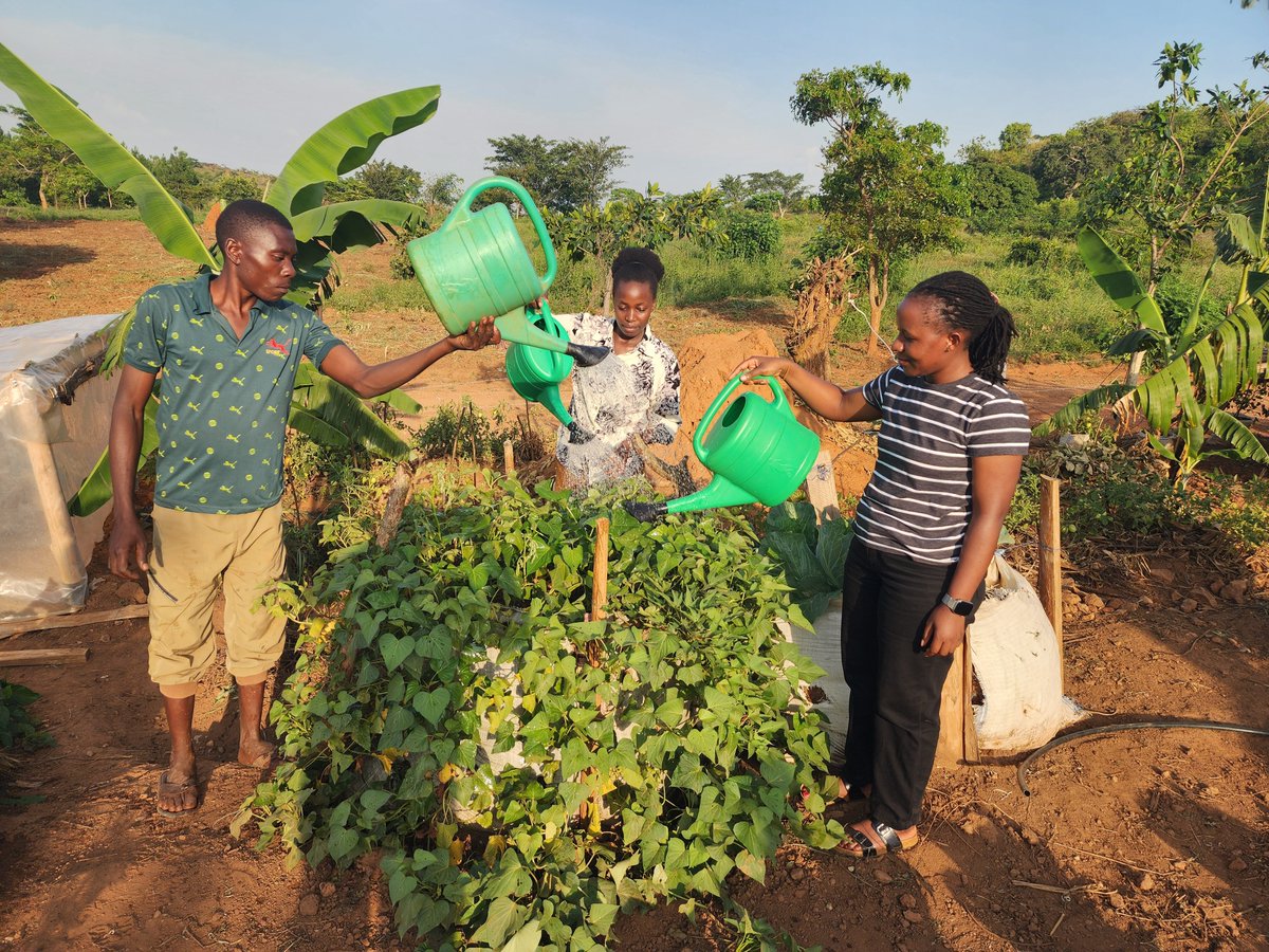 AIBIS_UG's tweet photo. While it is raining in most parts of Uganda, in Kyankwanzi District where the AIBIS Agroecology Demonstration Farm is located, it is hot hot! But we are resilient. This evening, AIBIS staff and some beneficiaries joined hands to water plants in the permaculture gardens. The water is usually collected in ponds whenever it rains.