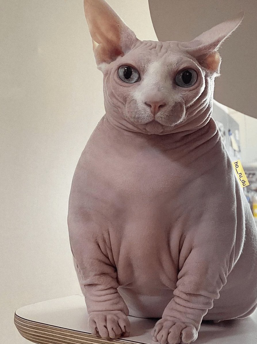 niemand wichtiges tweet media