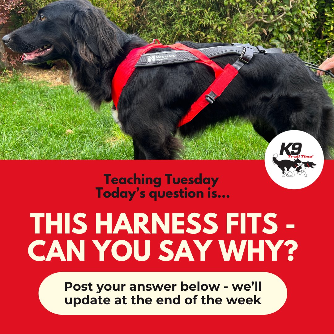 K9 Trail Time tweet media