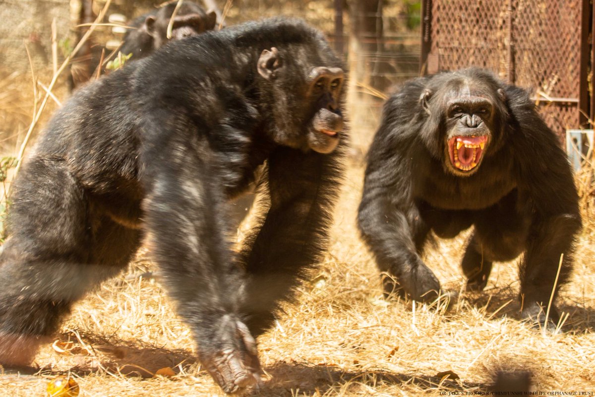 Science Advances tweet media