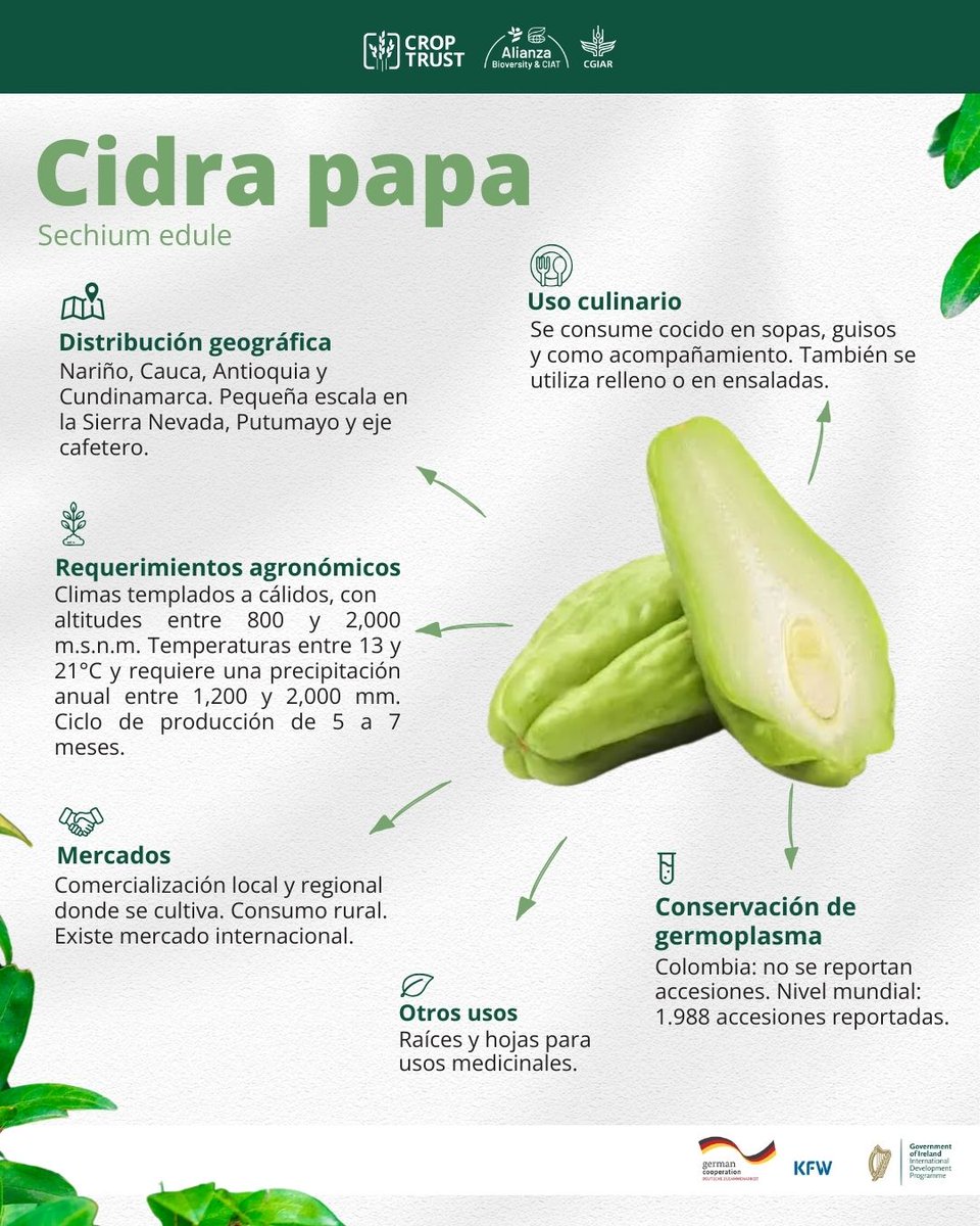 Alianza de Bioversity International y el CIAT tweet media