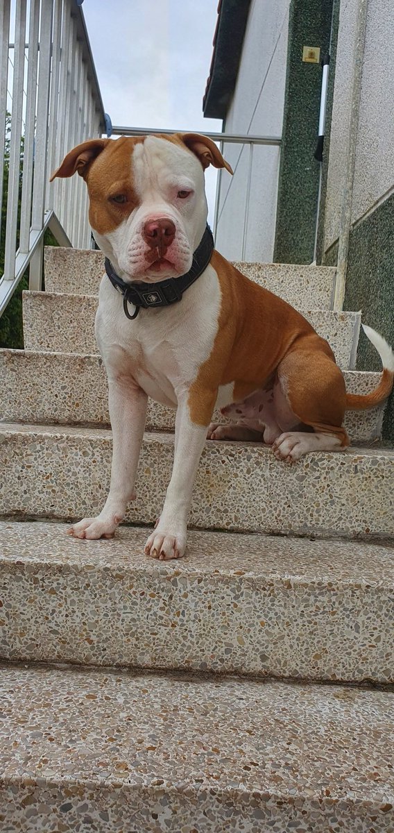 ⚡𝕊ℝ. 𝔾𝔸ℝ𝔼𝕋ℍ⚡ tweet media