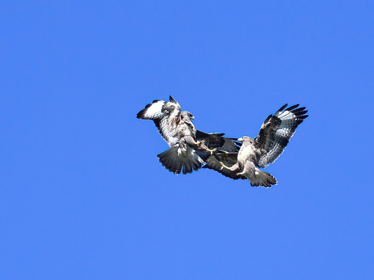 alan23982's tweet photo. Had  good day today with the camera 
buzzard https://t.co/uQz7KmucOh