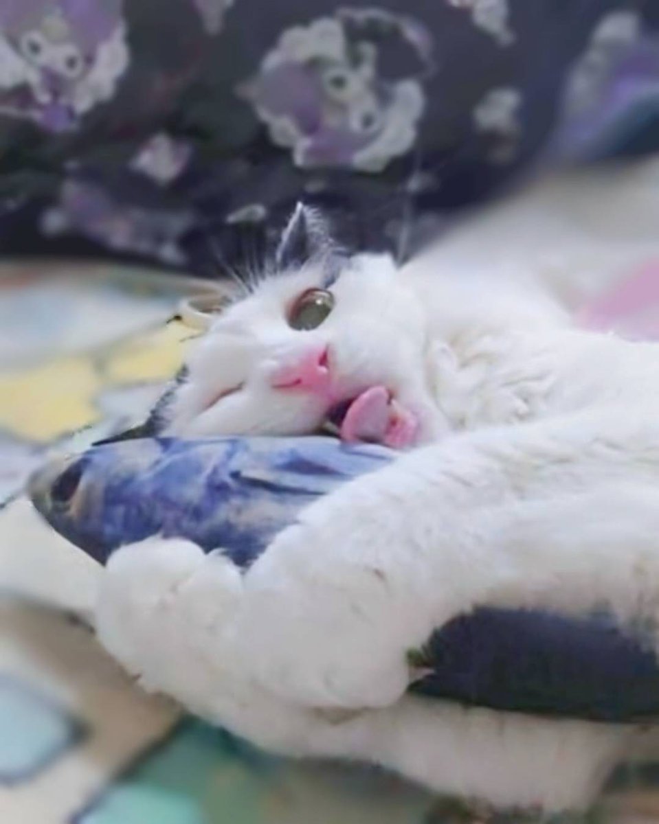 あきおくんと遊ぶオリオン😼🐟✨
今週もよろしくお願いします🙇✨

#森の妖精
#ねこかわいいね 
#猫好きと繋がりたい