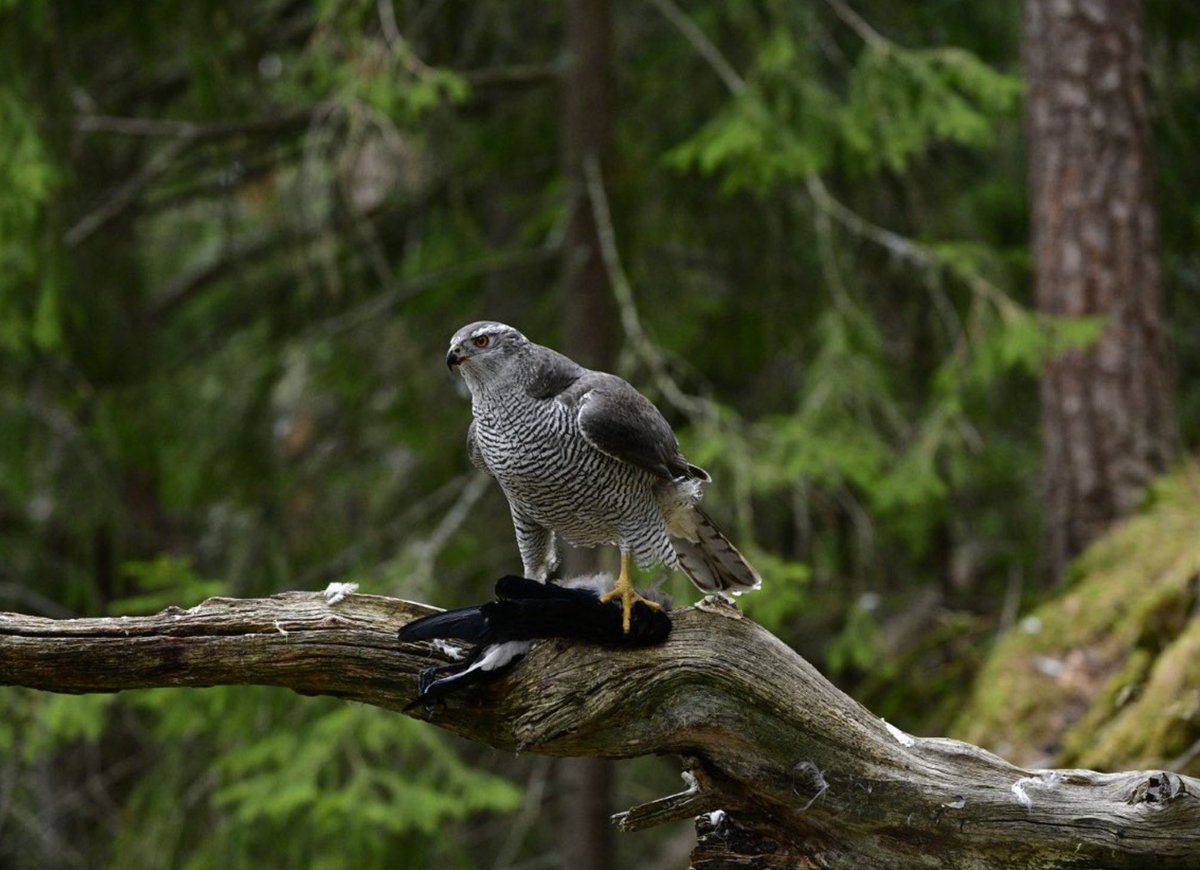 PROTECT ALL WILDLIFE tweet media