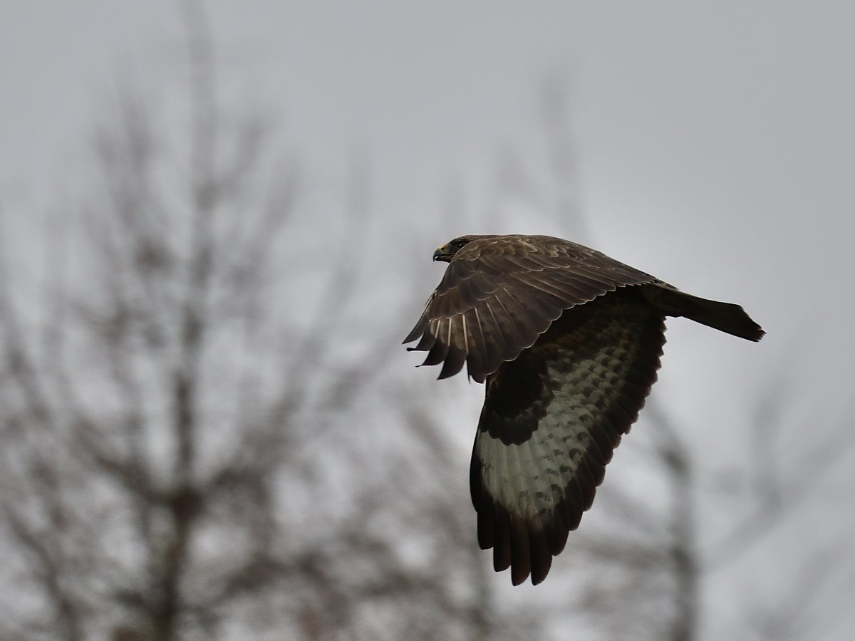 alan23982's tweet photo. some more buzzard https://t.co/4e1iqM9iDD