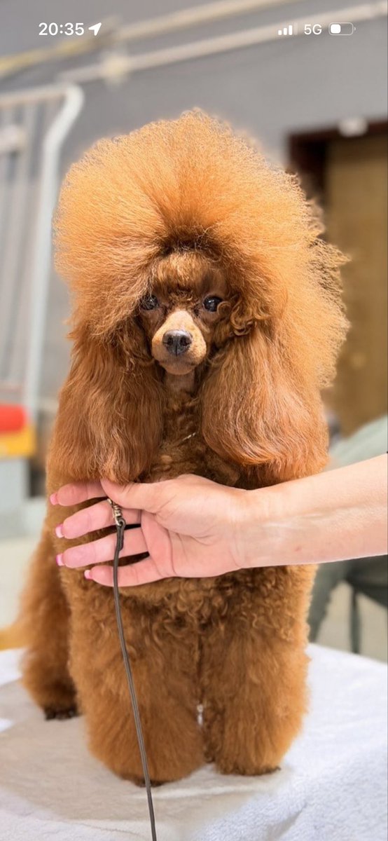 SonyaPudlata🐩 tweet media