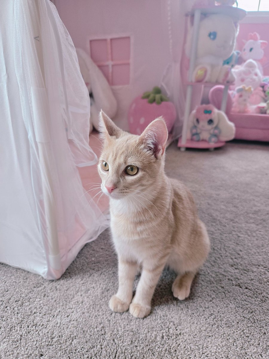 Moon 🌙 on bsky tweet media