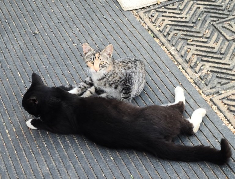 This is Tiger with her dad, Sir Squeeks Alot . We have raised these outside stray cats for the last few years.  She was hit and killed today.  I think my heart is going to break 💔 someone dumped her dad, we raised him, and then he brought his babies and their momma to us 😢 🐾