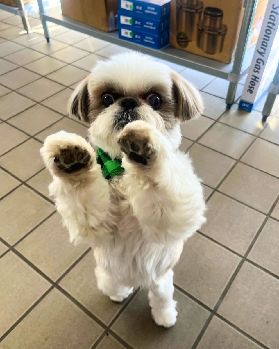 DMRefrigeration's tweet photo. Happy St. Patrick’s Day! ☘️

Bandit is celebrating with a little Irish dance and a whole lot of energy. 💃🐾

Whether you’re working hard or taking a moment to celebrate, we hope your day is filled with luck and laughter. Stay safe and enjoy the day!

#stpatricksday #BuffaloNY https://t.co/Tzk1acsCTB