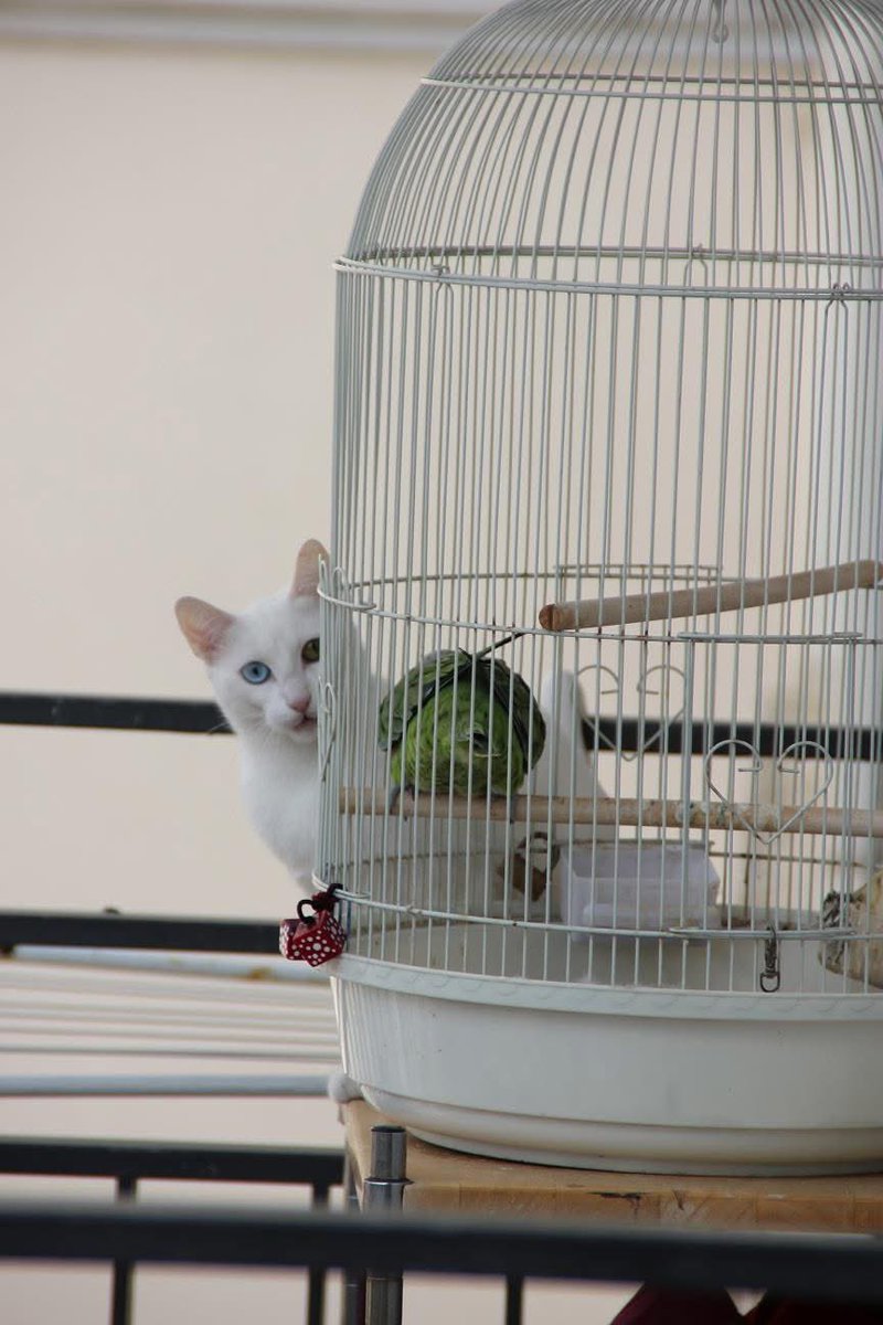 Vega_space tweet media