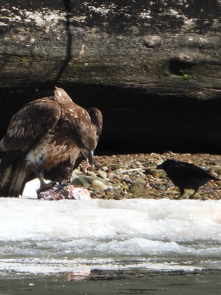 RiverQuest tweet media