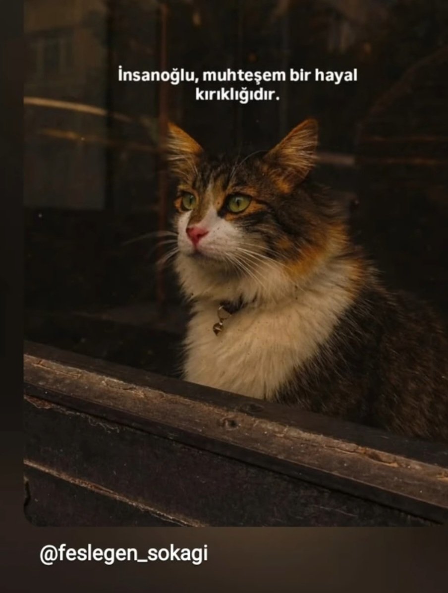 Aynen..
