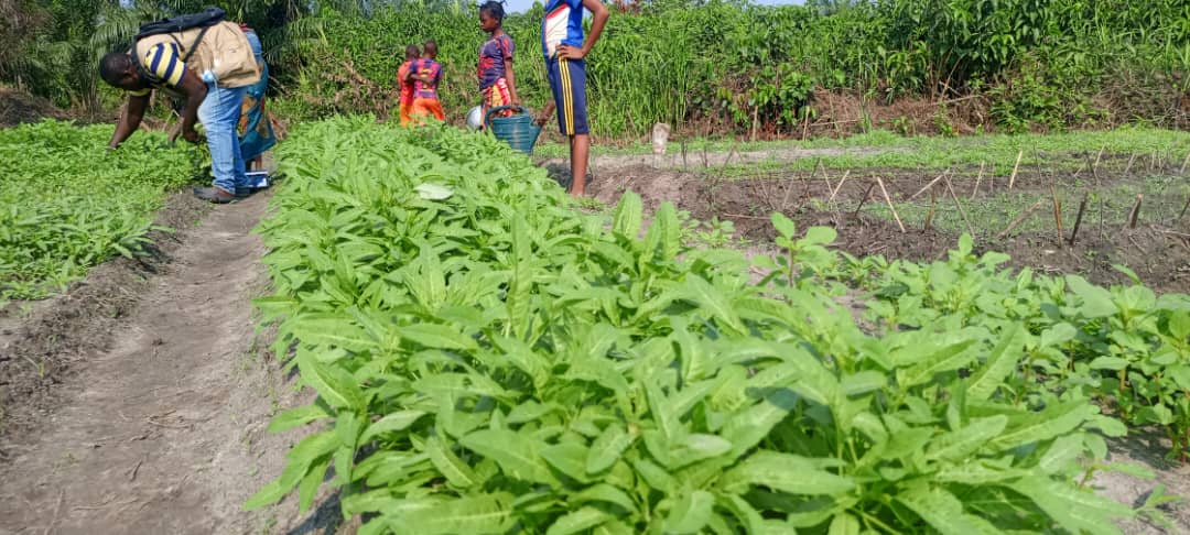 FAO en République centrafricaine tweet media
