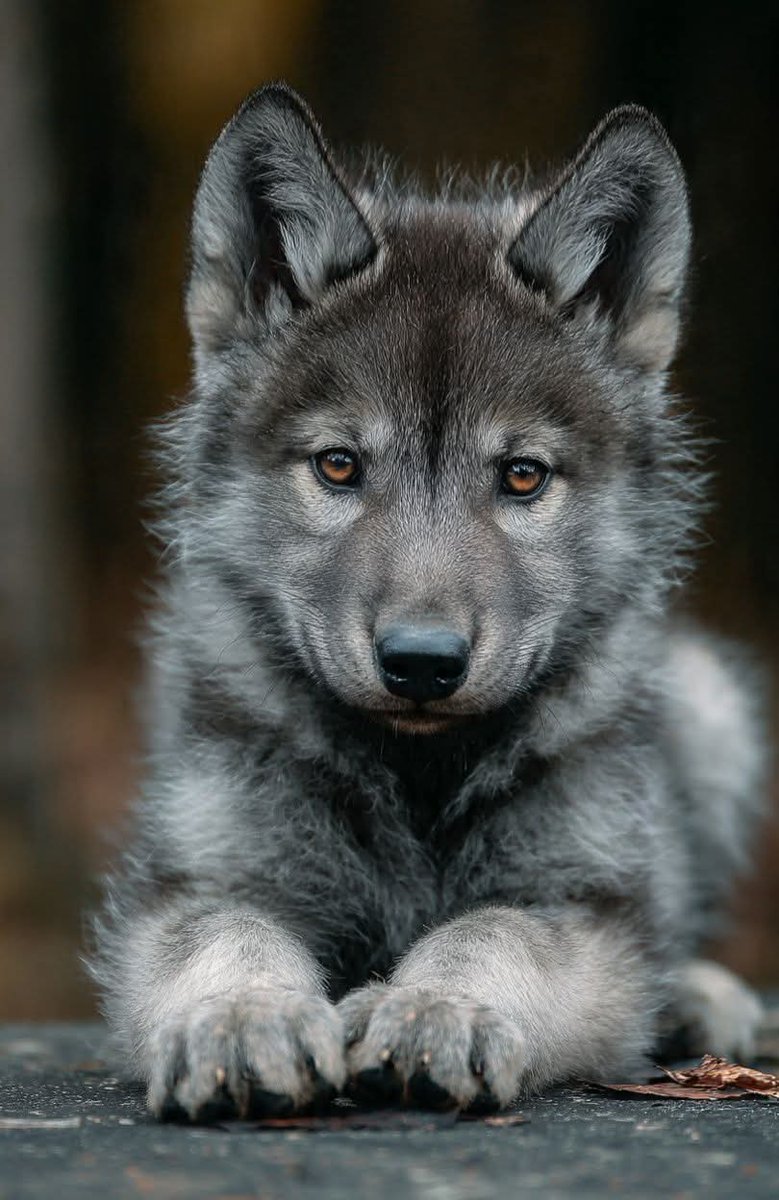 Wolf Empiree tweet media