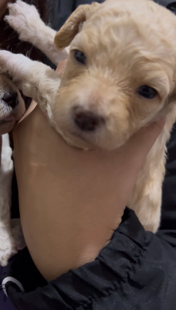 Le ★🩸SAW DJO tweet media