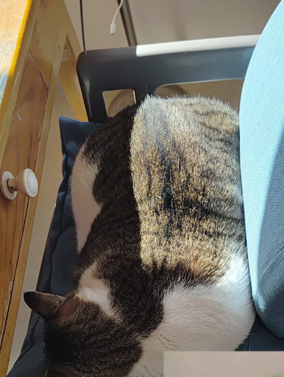 Co Ne Sa tweet media