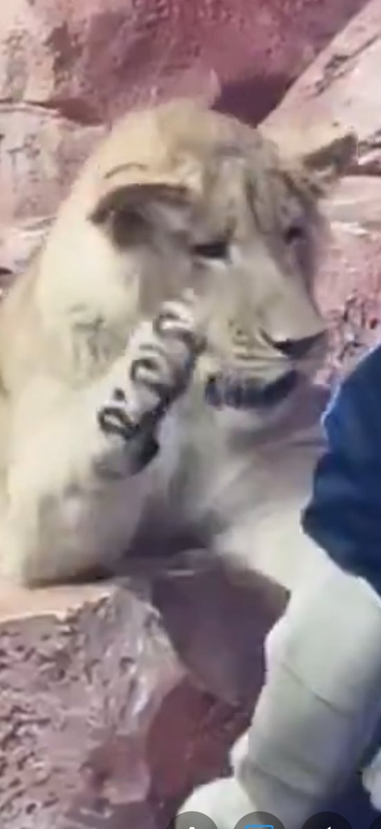 veromones's tweet photo. @sarisinb0mba @1eozinho01 his claws are fine
anyway cat doesn’t seem comfortable here to me

the sad thing is that someday lion will chop his head off and guys will say man was a victim BUT it’s his lack of brain he ignored safety precautions and treated the lion like it’s a fckn toy https://t.co/xw5QVxuRwN