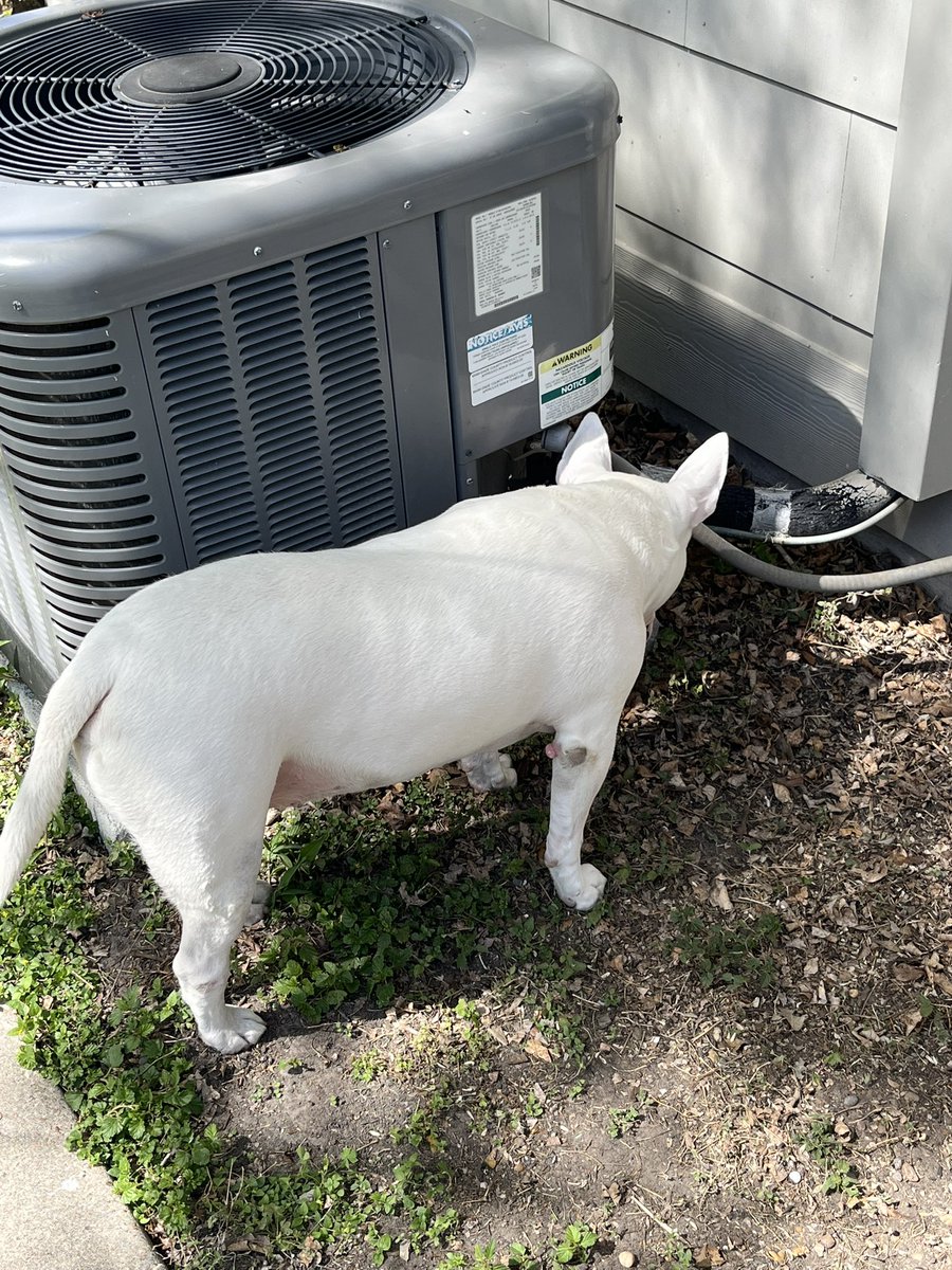 🐶 NELSON tweet media