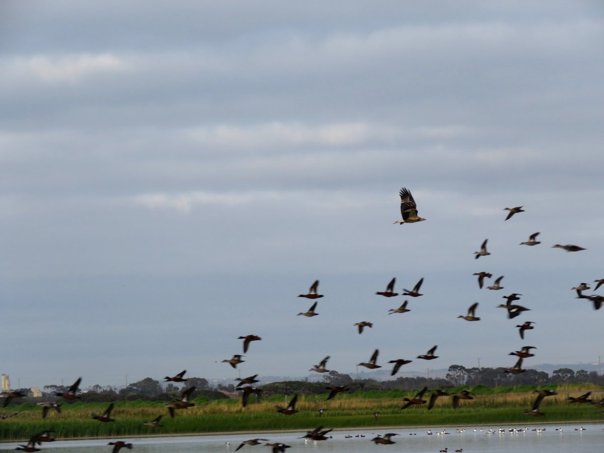 Bird Michael From Twitt℮r tweet media