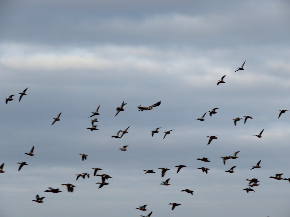 Bird Michael From Twitt℮r tweet media