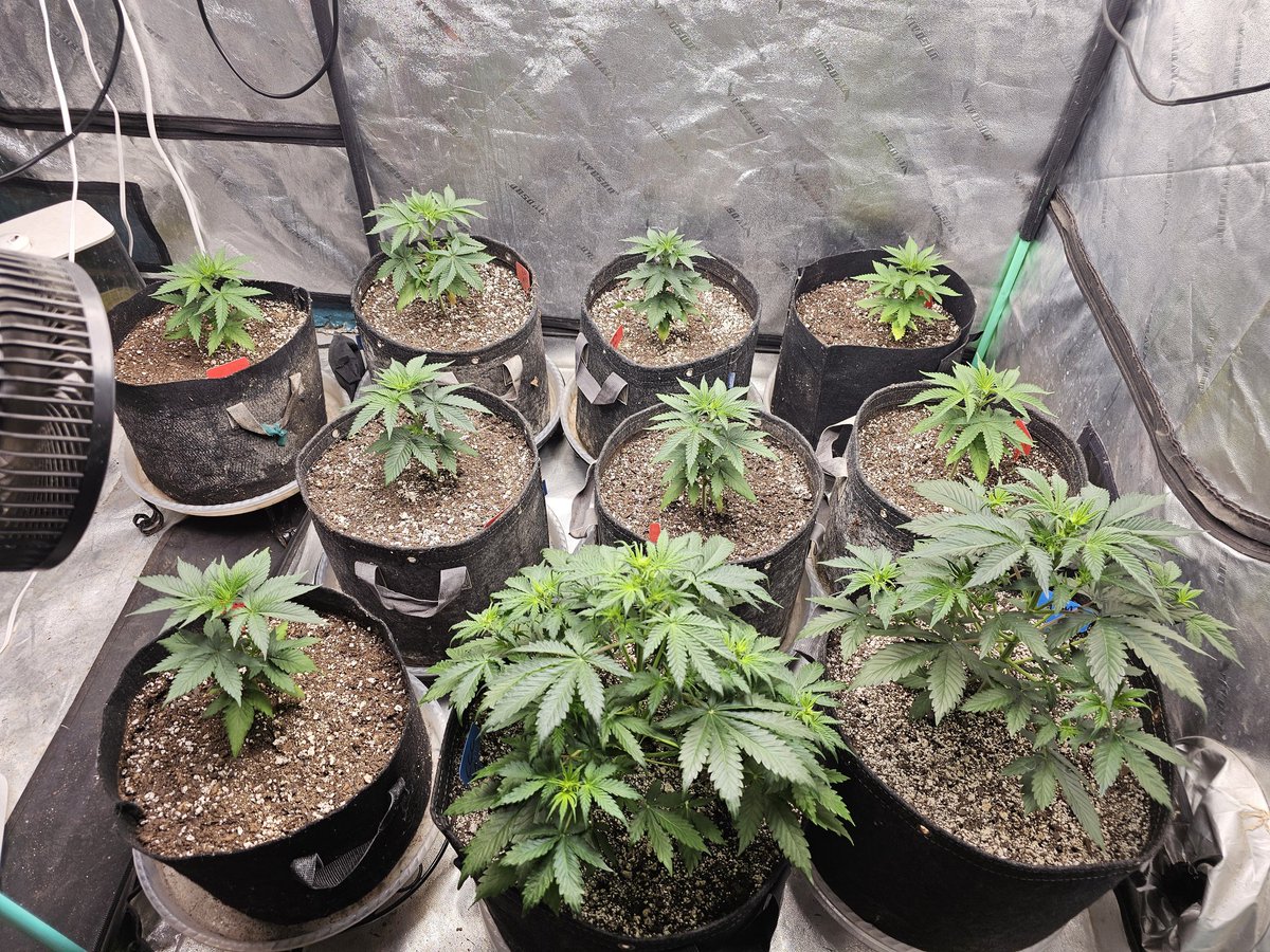 iPrimeTime420 🌱 tweet media