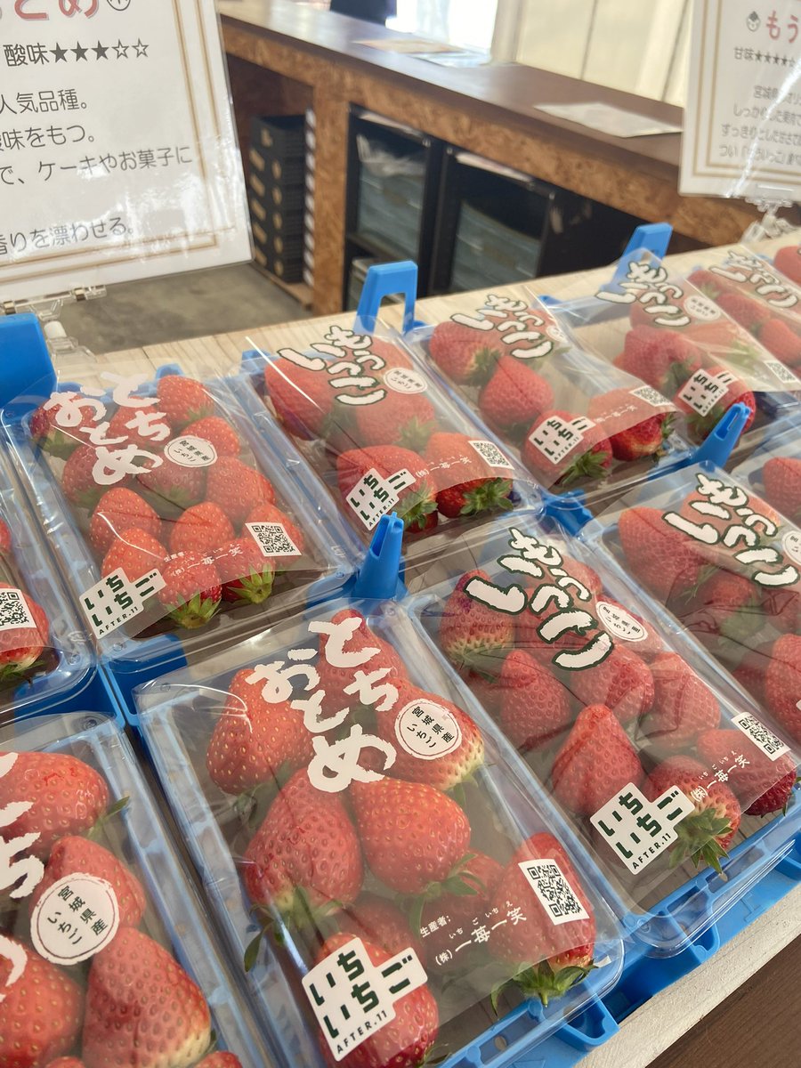 本日のいちご摘みは25名様ご案内です！ 販売のいちごはたくさんご用意