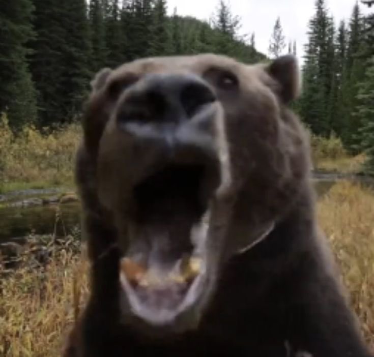 Mimic Cultist tweet media