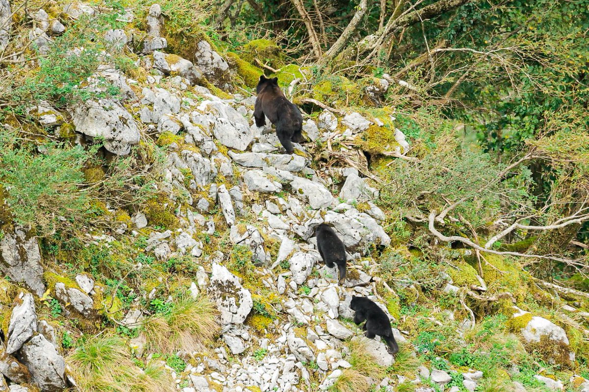 Hide | Peregrine Falcon Study tweet media