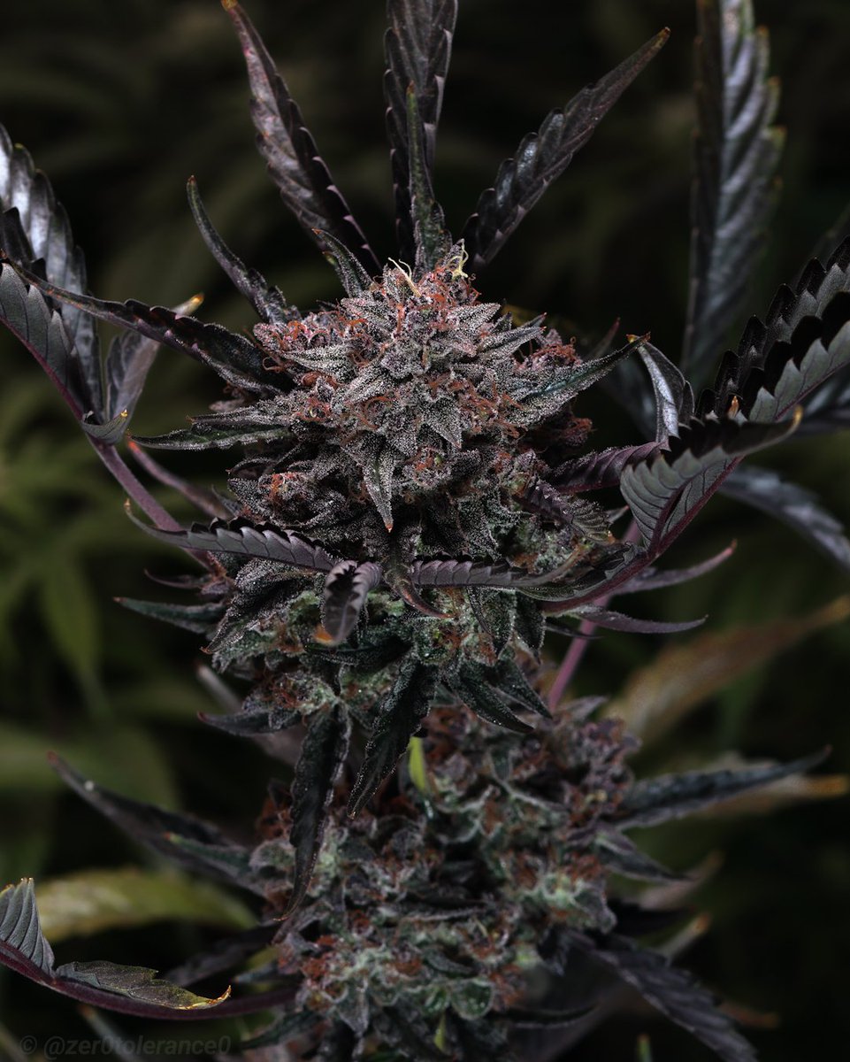 Zer0 Tolerance tweet media