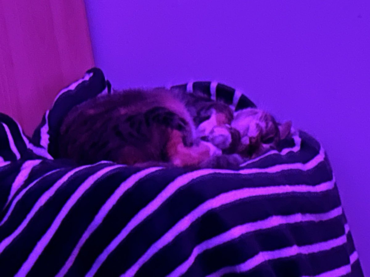 ItsSimmeRin tweet media