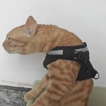 mer ⚔️࣪ ִֶָ☾. tweet media