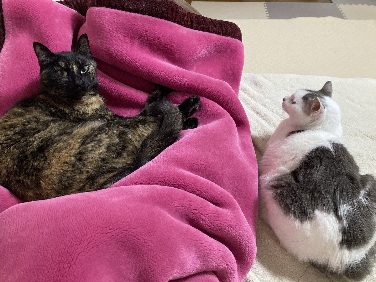 しゅんか tweet media