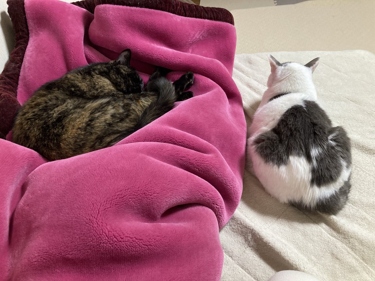 しゅんか tweet media