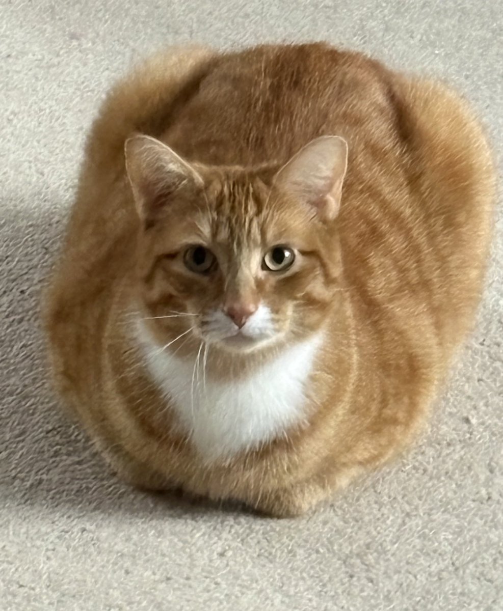 Devmalya Pramanik tweet media