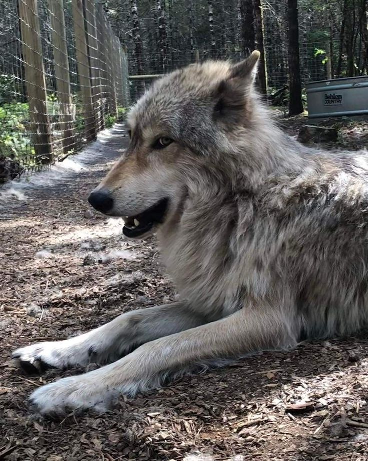 Broowester tweet media