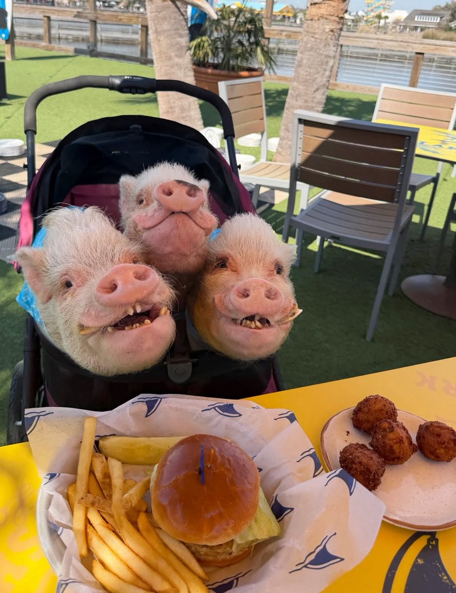 allie🐛 tweet media