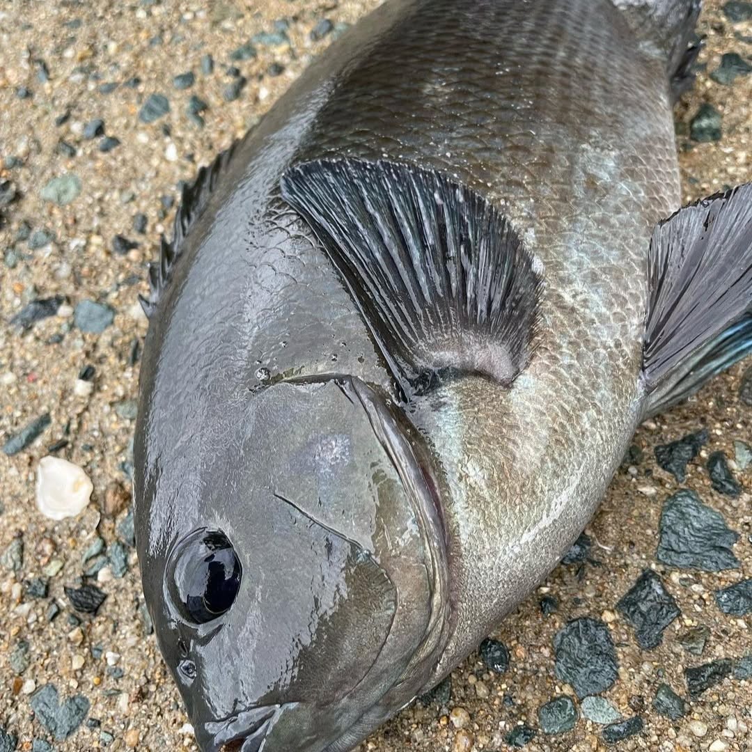HzRufan's tweet photo. 1時間夕マヅメ⤴️☺️フカセ釣り🎣
お迎え前の釣行に行ってきました😆👍

30分で40cmと42cmのチヌママが
釣れたんでリリースしました😉🎶⤴️

メチャクチャ楽しかったです🎶⤴️💕

長潮だったけど🤭👍💕🎶最近潮周りあんまり気にしなくなりました‼️ https://t.co/hFbsDMKy1t