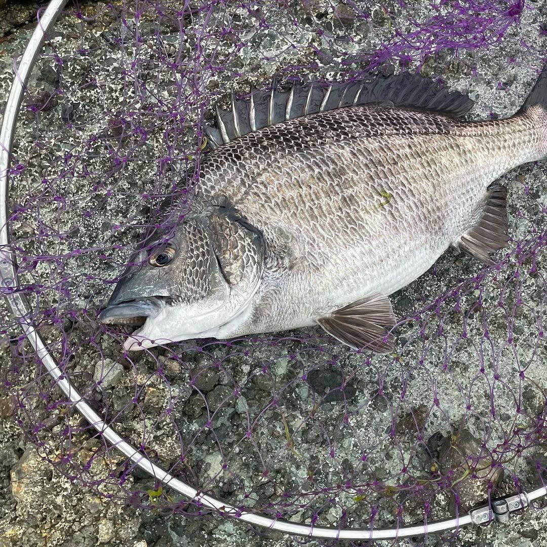 HzRufan's tweet photo. 1時間夕マヅメ⤴️☺️フカセ釣り🎣
お迎え前の釣行に行ってきました😆👍

30分で40cmと42cmのチヌママが
釣れたんでリリースしました😉🎶⤴️

メチャクチャ楽しかったです🎶⤴️💕

長潮だったけど🤭👍💕🎶最近潮周りあんまり気にしなくなりました‼️ https://t.co/hFbsDMKy1t