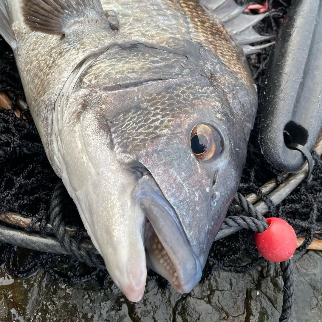 HzRufan's tweet photo. 1時間夕マヅメ⤴️☺️フカセ釣り🎣
お迎え前の釣行に行ってきました😆👍

30分で40cmと42cmのチヌママが
釣れたんでリリースしました😉🎶⤴️

メチャクチャ楽しかったです🎶⤴️💕

長潮だったけど🤭👍💕🎶最近潮周りあんまり気にしなくなりました‼️ https://t.co/hFbsDMKy1t