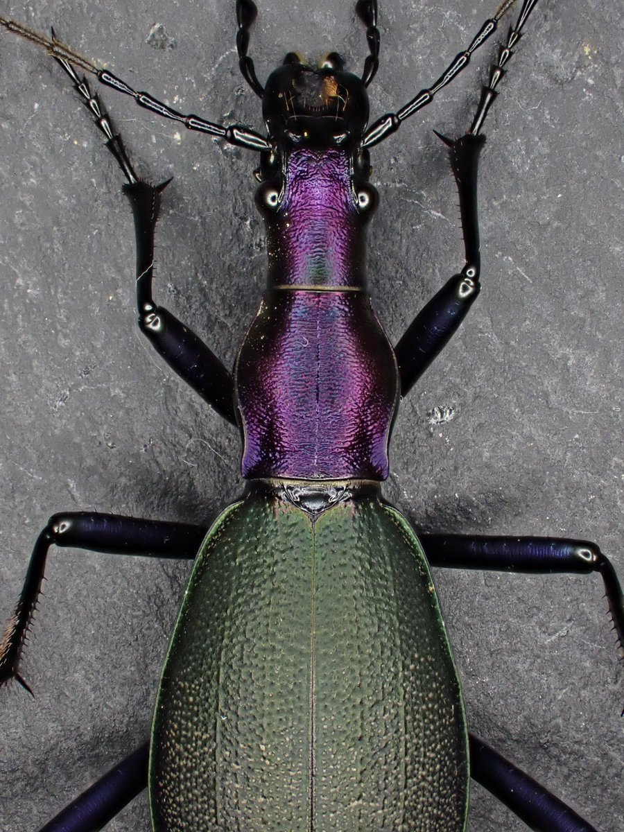 Damaster & Carabus tweet media