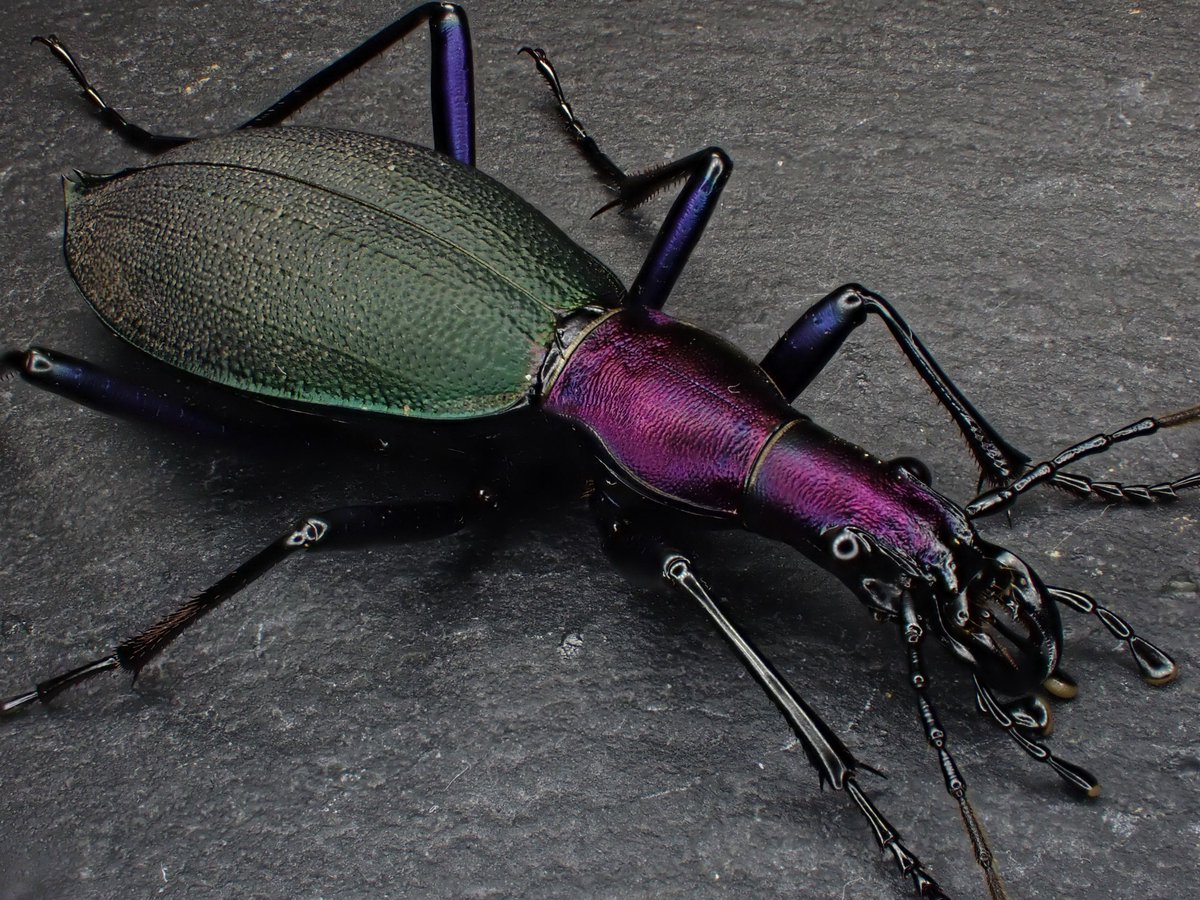 Damaster & Carabus tweet media